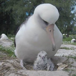 Самая старая в мире птица стала матерью