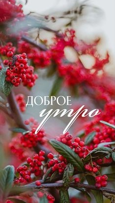 Доброе утро