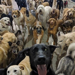 30 псов приняли участие в коллективном селфи