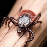 Опасный зверь Опасный зверь