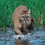 «Восточный горный лев» признан вымершим видом
