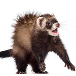 Хорёк Хорёк