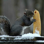 Белка с кукурузой Белка с кукурузой