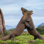 Жестокая схватка двух драконов острова Комодо