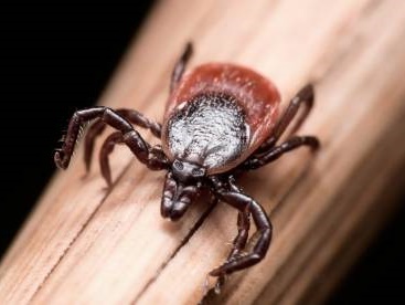 Опасный зверь