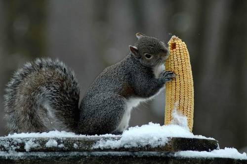 Белка с кукурузой
