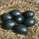 Фермер нашел странные яйца