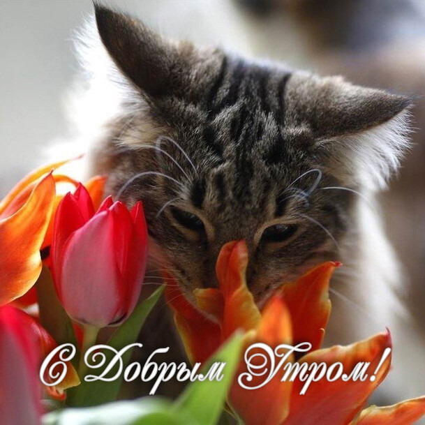 С Добрым Утром