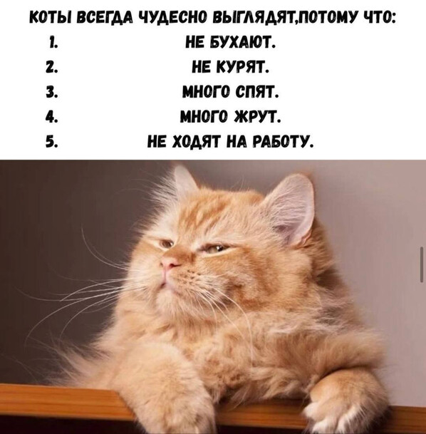 Коты всегда чудесно выглядят