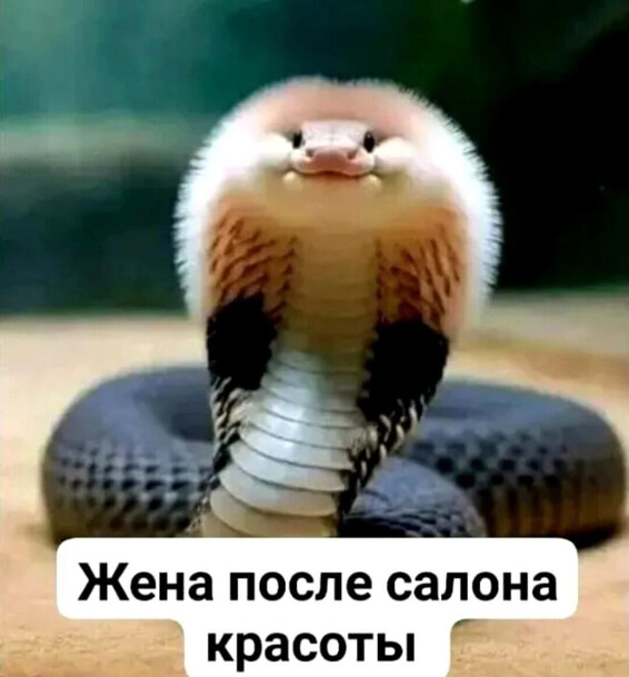 Жена после салона красоты Жена после салона красоты