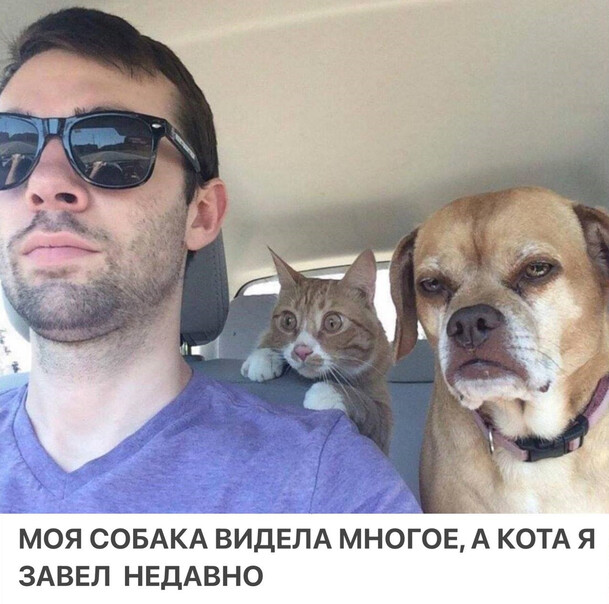 Моя собака видела многое Моя собака видела многое