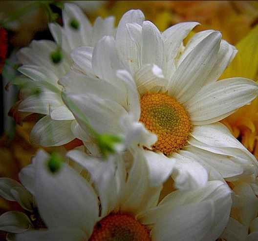 Цветы На Аватарку Фото