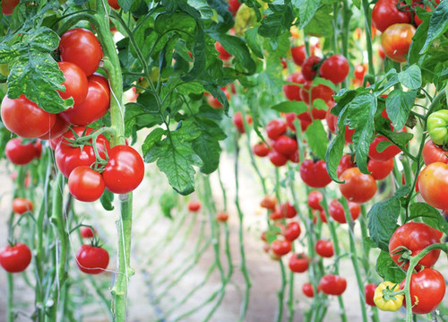 В США вырастут цены на кетчуп из-за засухи в Калифорнии