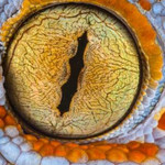 Глаз рептилии крупно на картинке