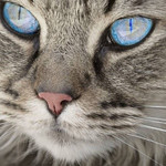 Голубые глаза котейки