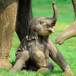 Новорожденный слонёнок