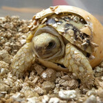 Черепашонок вылупился