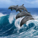 Стайка дельфинов