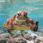 Черепаха показала дайверу неприличный жест