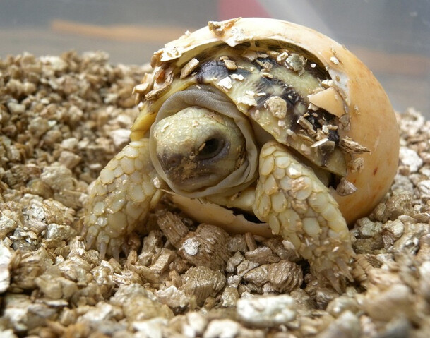 Черепашонок вылупился