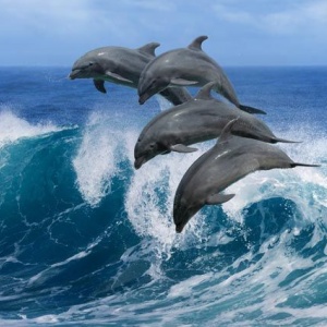 Стайка дельфинов