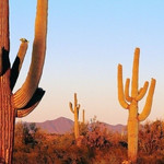 20 метров в высоту огромные кактусы пустыни Сонора