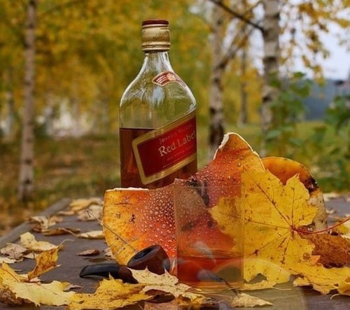Осень обретает хмурые черты, накатил ноябрь накати и ты